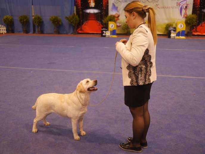 В Ужгороді визначили переможця Міжнародної виставки собак – 07