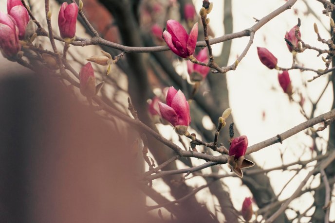 У Мукачеві розквітли перші сакури – 07