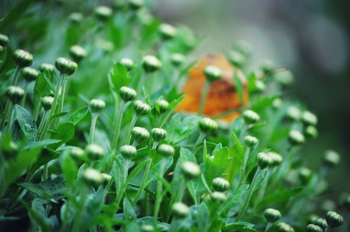 На площах Ужгорода висадили 1500 кущів хризантем – 14