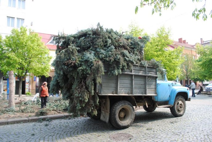 Комунальники зрізають останні ялинки у центрі Мукачева (ФОТО) – 05