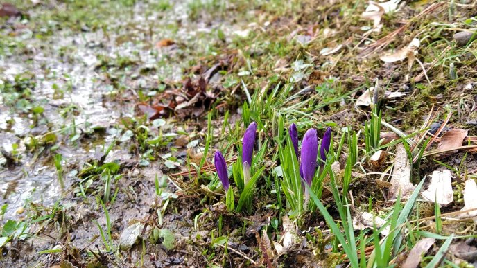 На Закарпатті розквітли весняні квіти  – 01