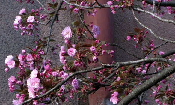 В Ужгороді розквітли перші сакури – 03