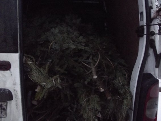 Поліцейські Воловеччини затримали чоловіка, який заперечує свою причетність до рубки ялинок – 02