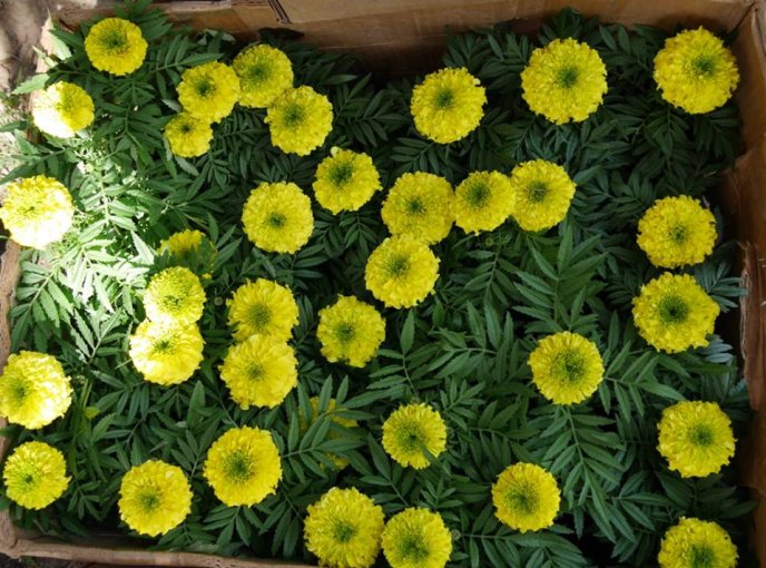 В Ужгороді почали створювати квіткову композицію у формі герба міста – 03