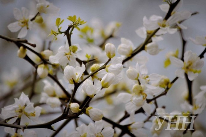 В Ужгороді розквітли дикі лимони – 03