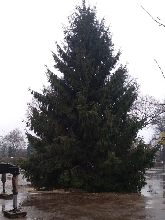 У центрі Виноградова встановили головну ялинку міста – 01