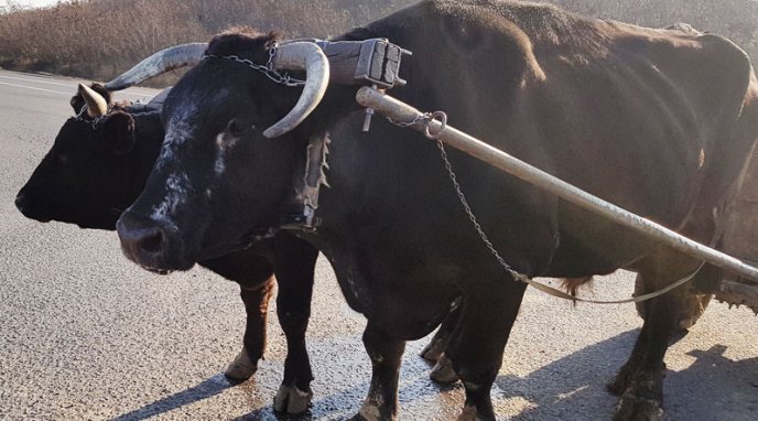 Господар із Ужгородщини утримує рідкісних для Закарпаття волів, які знімались у фільмі – 03