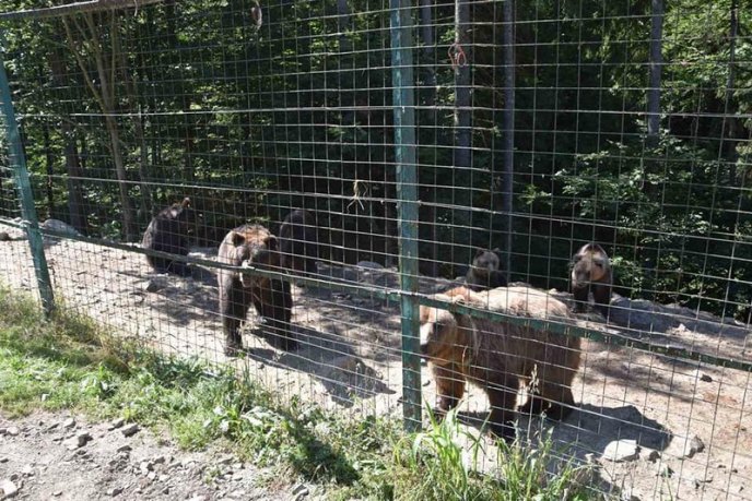 У реабілітаційний центр бурих ведмедів привезли двох нових мешканців – 03 У реабілітаційний центр бурих ведмедів привезли двох нових мешканців – 03