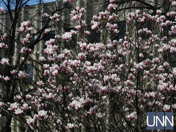 Ужгород потопає у цвіті магнолій – 02