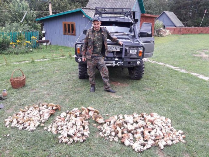 У мережі набирають популярності світлини великої кількості грибів, зібраних у Карпатах – 04
