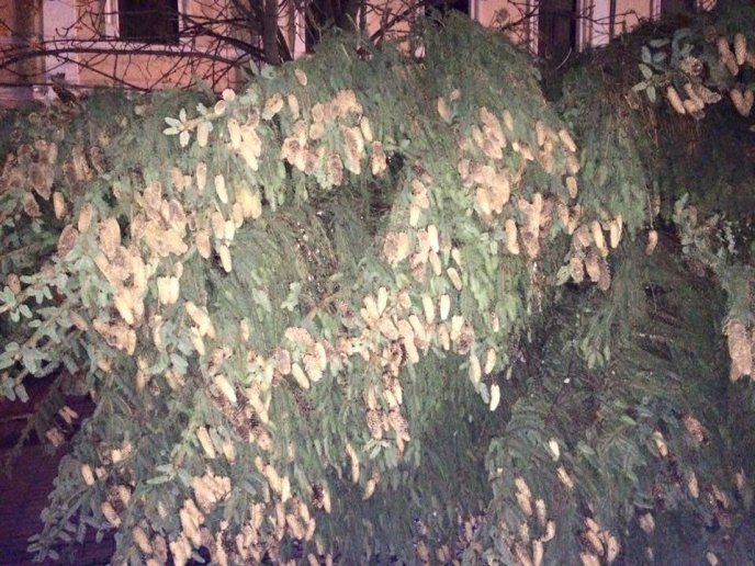 Новорічну ялинку встановили у центрі Мукачева – 01