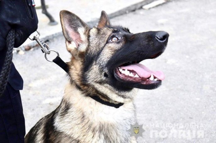 Поліцейський розповів про вівчарку, яка допомогла йому затримати зловмисника – 01