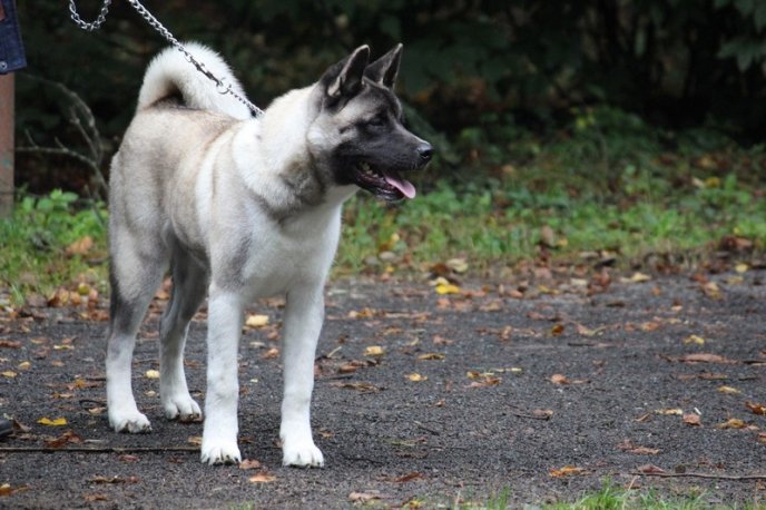 В Ужгород привезли понад 150 собак із різних областей України – 10