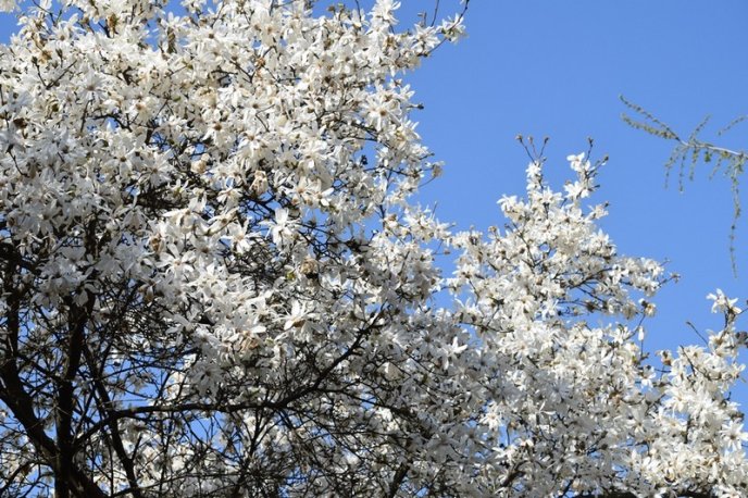 Вишні, магнолії, сакури: із кожним днем в Ужгороді квітне дедалі більше дерев – 15