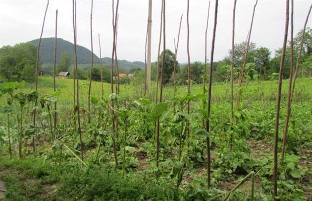 Мешканка Хустщини вирішила зберегти частину граду, що потріпав її обістя – 10