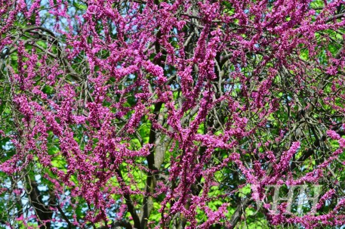 Напередодні Великодня в Ужгороді розквітло Іудине дерево – 01