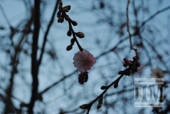 У Мукачеві розцвіла перша сакура (ФОТО) – 03