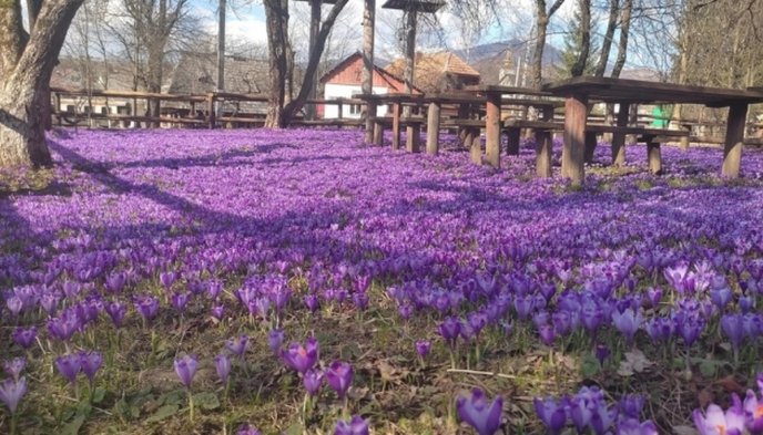 На Закарпатті надзвичайна краса: одночасно квітнуть дві топові туристичні локації – 01