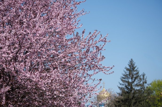 Вишні, магнолії, сакури: із кожним днем в Ужгороді квітне дедалі більше дерев – 07