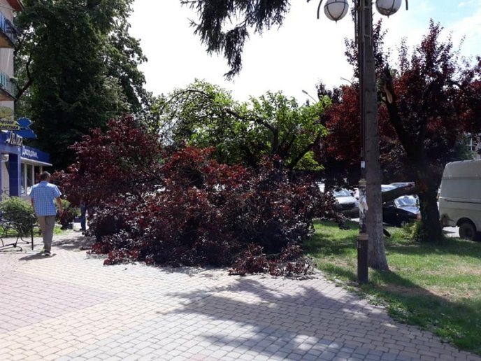 В Ужгороді на тротуар впала величезна гілка – 01