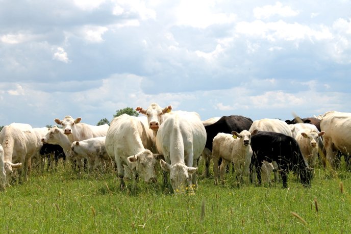 На Закарпаття завезли французьких корів – 09