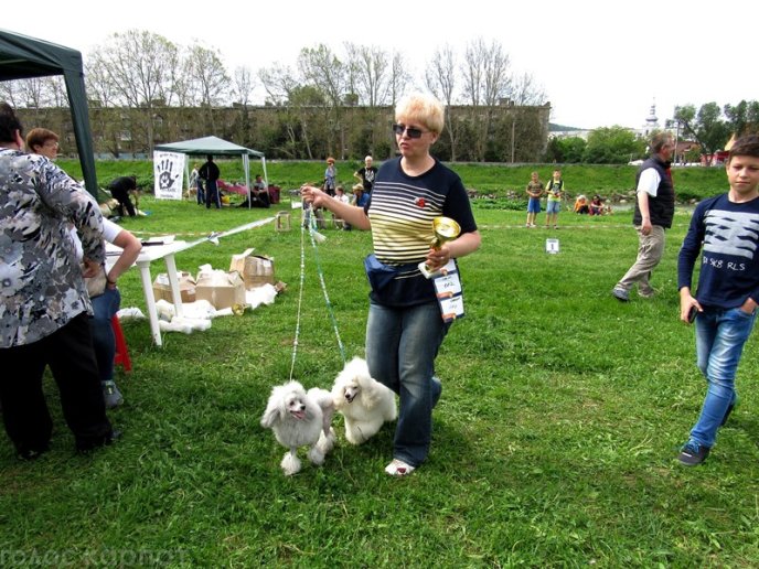 У Мукачеві відбулася масштабна виставка собак – 14