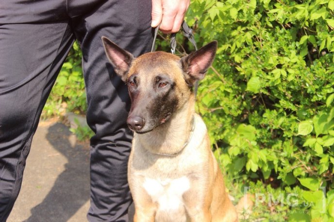 Збірна Франції перемогла на чемпіонаті світу зі слідової роботи службових собак – 27