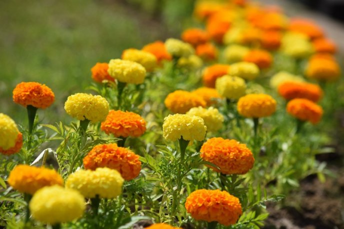 В Ужгороді висадили 2 тисячі чорнобривців – 01