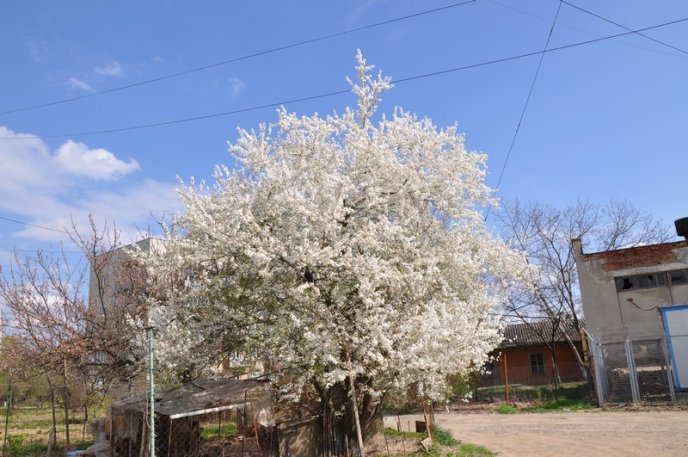 У Мукачеві зацвіли перші сакури та магнолії: місто в очікуванні туристів (ФОТО) – 03 У Мукачеві зацвіли перші сакури та магнолії: місто в очікуванні туристів (ФОТО) – 03