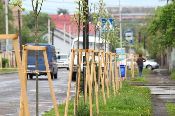 У Мукачеві висадили липову алею – 03