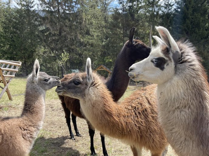 В закарпатському екопарку народилися лами – 01