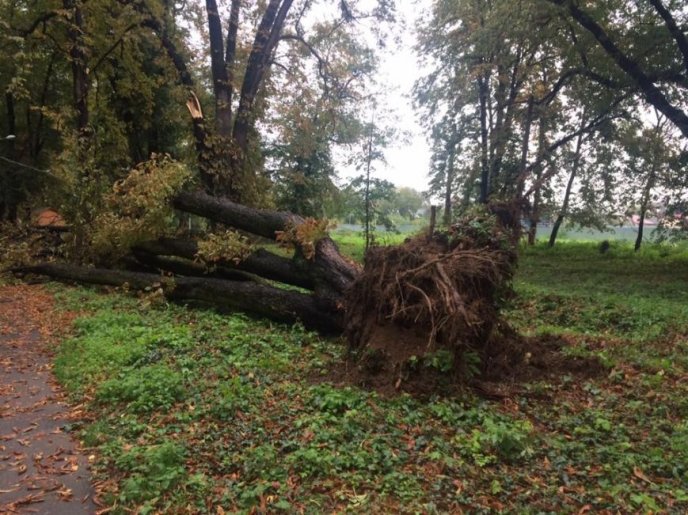 Негода повалила в Ужгороді дерево – 02