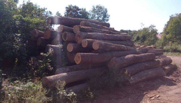 У ході обшуку на Хустщині виявлено понад 70 куб.м деревини цінних порід      – 03