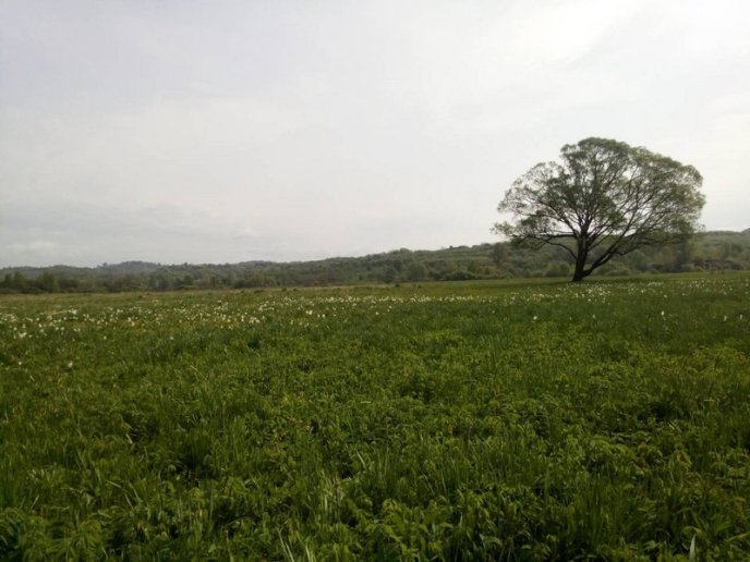 На Закарпатті вже почала квітнути Долина нарцисів – 02