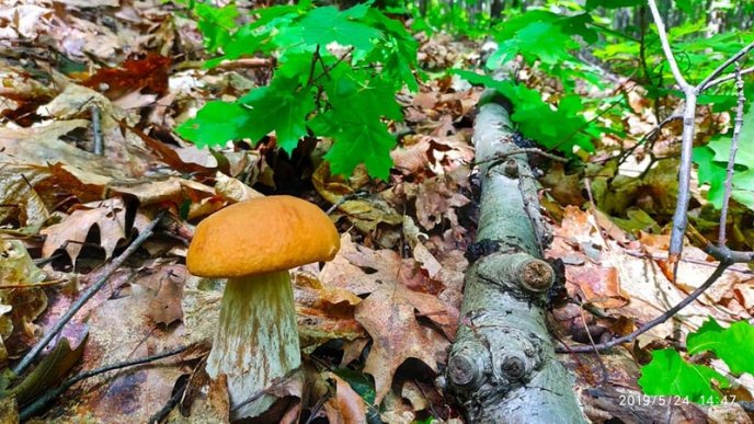 Грибний сезон: закарпатці діляться фотографіями із "тихого полювання" – 01