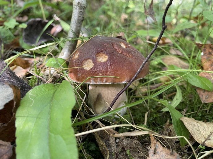 У лісах Закарпаття триває грибний сезон – 08