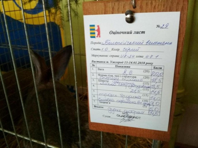 В Ужгороді відбулась виставка кролів – 01