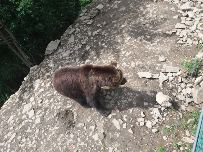 Як на Закарпатті ведмеді рятуються від спеки: кумедні фото – 03