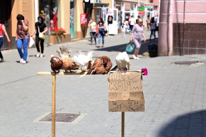 Посеред Ужгорода птахи заробляють собі "на корм" – 01