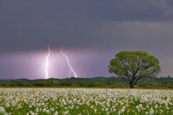 Італійське видання написало про закарпатську Долину нарцисів – 06