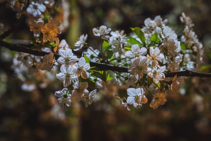 Сакури в Ужгороді: де знайти найкрасивіші дерева (мапа) – 07