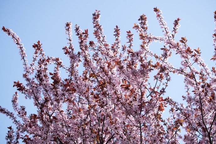 Вишні, магнолії, сакури: із кожним днем в Ужгороді квітне дедалі більше дерев – 05