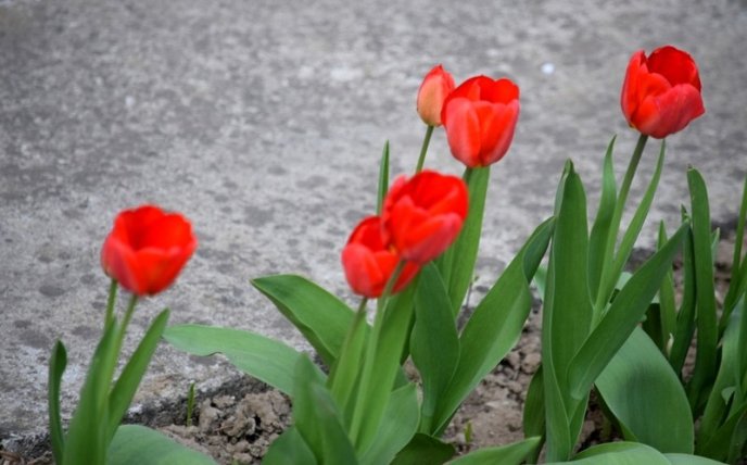 Вишні, магнолії, сакури: із кожним днем в Ужгороді квітне дедалі більше дерев – 19