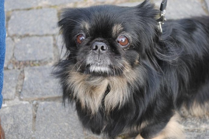 Пес на візку став одним із учасників маршу за права тварин в Ужгороді – 04