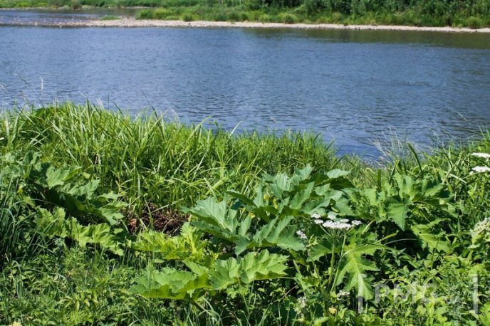 Береги Латориці заполонили не лише відпочивальники, але й борщівник – 05