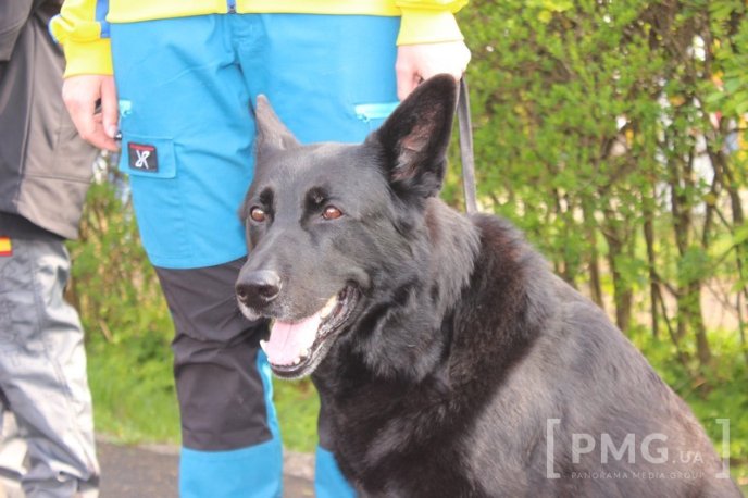 Збірна Франції перемогла на чемпіонаті світу зі слідової роботи службових собак – 19