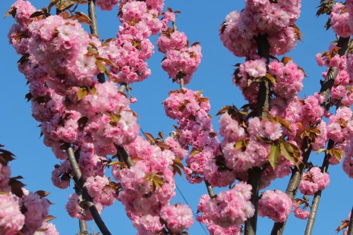 Неймовірна краса: у Мукачеві квітне найдовша алея сакур на Закарпатті – 11