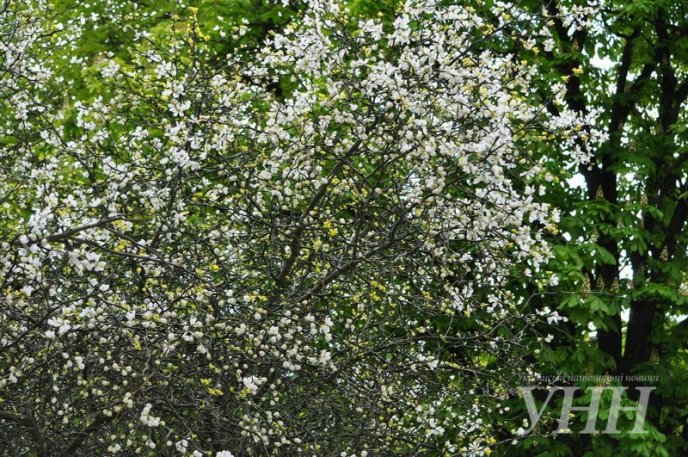 В Ужгороді розквітли дикі лимони – 07