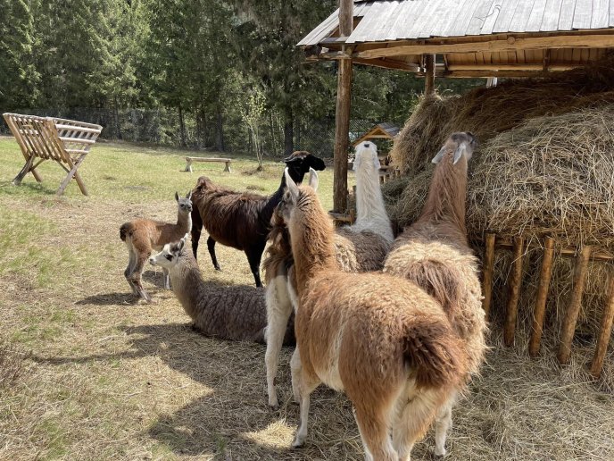 В закарпатському екопарку народилися лами – 03