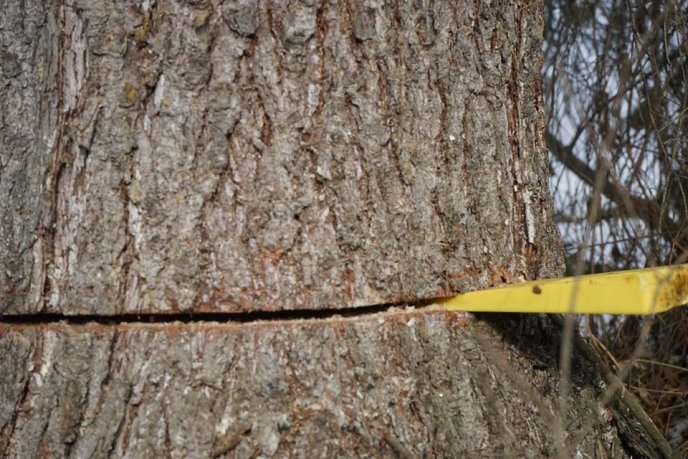 Головну Новорічну ялинку Закарпаття вже зрубали на Рахівщині і везуть до Ужгорода  – 03 Головну Новорічну ялинку Закарпаття вже зрубали на Рахівщині і везуть до Ужгорода  – 03